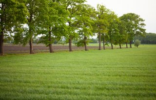 Papierwerk en verplichtingen belemmeren boeren om meer bomen te planten