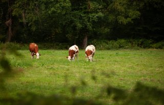 De door landbouwminister Jaimi van Essen voorgestelde stikstofmaatregelen kunnen een belangrijke stap zijn om de stikstofuitstoot te verlagen en de Nederlandse natuur te verbeteren. Dat stelt het Planbureau voor de Leefomgeving.