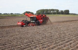 Krimp van areaal en lagere opbrengsten zetten aardappelmarkt op scherp