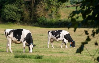 Melkveebedrijven kunnen hoog scoren op duurzaamheid en financieel prima draaien