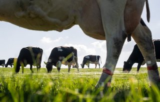 Eiwit geeft aantrekkende zuivelmarkt vleugels