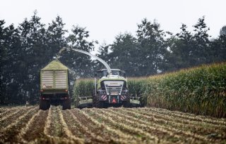 Builenbrand in mais zet rassenkeuze voor 2027 op scherp