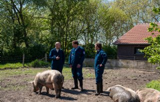 Waarde van de zeug in droge worst gestopt