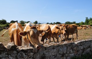 Hier onbekende Guernsey-koeien zorgen voor speciale melk op Kanaaleiland