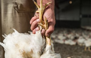Pluimveesector heeft nog vier maanden om vangen aan poten te stoppen