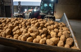 Aardappelmarkt stabiel bij start van hoofdoogst