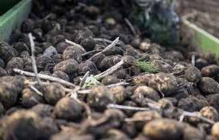 Groningen trekt 1 miljoen euro uit voor landbouwexperimenten en innovaties