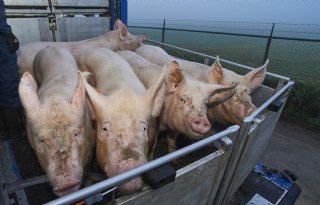 Veewagen ‘stal op wielen’ met risico op virusverspreiding