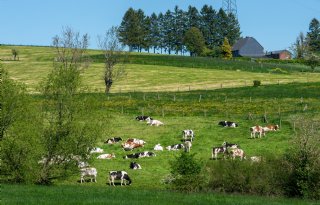 Belgische melkaanvoer blijft bovengemiddeld groeien