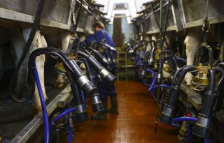 Rabobank verwacht omslag Europese melkaanvoer