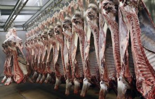 Belgisch slachthuis tijdelijk stilgelegd vanwege onderzoek naar dierenmishandeling