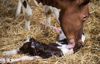Eerste vondst shamonda-like-virus bij pasgeboren kalf