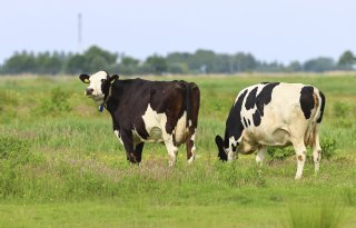‘Extensieve boeren’ willen van norm per fosfaatrecht af