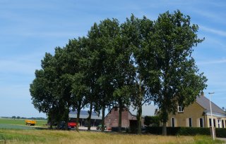 Voeding van gewas uit bodem onderschatte factor