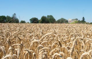 ‘Wie weet straks nog wat op land groeit?’