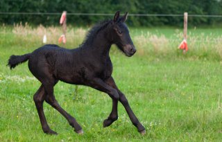 AI helpt bij identificeren kreupel paard
