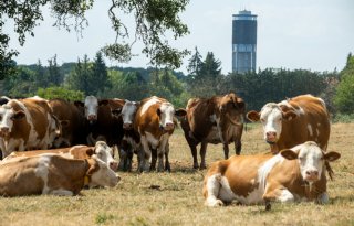 Kabinet vraagt ruimte voor voor eigen keuzes in Europese veehouderijplannen
