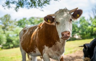 Stikstof en dierenwelzijn in de veehouderij: van bedreigingen naar kansen