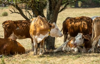 Franse melkprijs fors onder druk, biologische melkprijs houdt stand