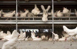 SecurEggFarmer en Kiwa Verin gaan samenwerken. Dat moet ervoor zorgen dat kwaliteitscontroles op legpluimveebedrijven een stuk vlotter en efficiënter verlopen.