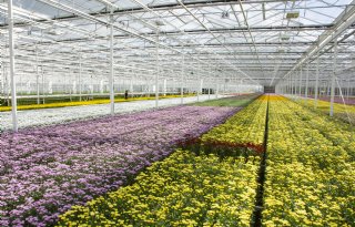 Naktuinbouw introduceert PCR-toetsen voor drie chrysantvirussen