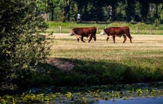 Kabinet blijft bij ingrijpende hervorming pachtstelsel