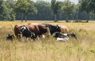 Drenthe maakt 20 miljoen euro extra vrij voor stoppersregeling voor veehouders