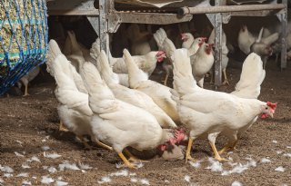 Eiermarkt vindt weg omhoog, ondanks groeiende import