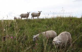 Hollands Wol Collectief krijgt schapen niet op het droge en stopt