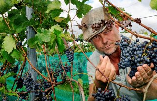Terwijl Frankrijk klaagt, oogst Nederlandse wijnbouwer met een glimlach