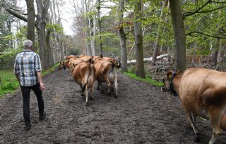 Gps-signaal houdt koeien binnen de lijnen en bij het gras