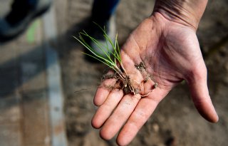 Knolcyperus verspreidt zich snel in Duitsland