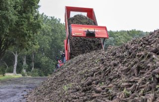Start cichoreioogst laat gevolgen van hete zomer zien