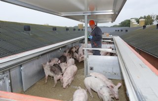 Biggenprijzen kelderen na onrust op varkensmarkt