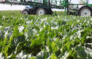 Opnieuw vertraging Europees voorstel versoepeling gewasbescherming