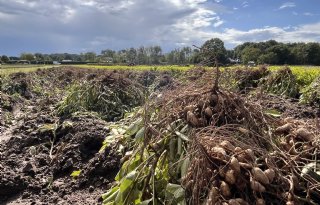 Pindateelt krijgt voet aan de grond in Nederland