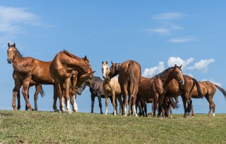 Westnijlvirus rukt op: vijf doden en 136 besmette paarden