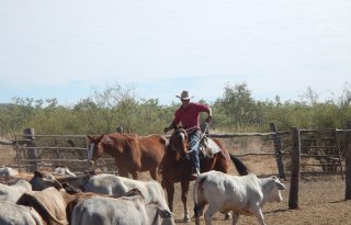 VS breiden import Mexicaans rundvee uit, ondanks door screwworm getroffen paard