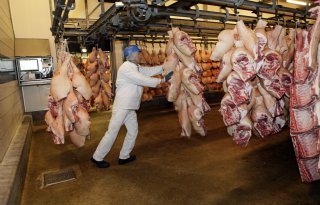 FNV luidt noodklok over werkdruk NVWA-keurmeesters in slachthuizen