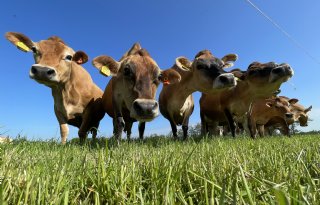 ‘Hou als sector regie over weidegang‘