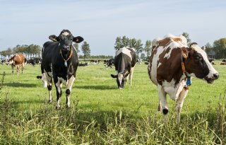 Groningse BBB wil om tafel na motie van afkeuring