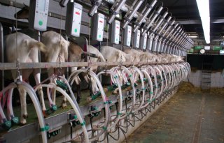 Onderzoek naar snelle detectie van mastitis bij geiten