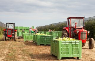 Grootste appelteler van Kroatië vreest prijsdruk meer dan droogte