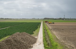 Bietencampagne start met laag suikergehalte