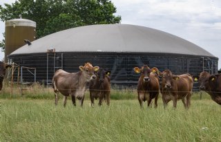 Bijmengplicht groen gas onzeker, vrees voor intensievere melkveehouderij