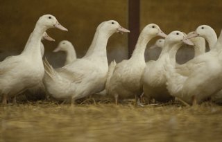 Omstreden eendenslachterij vecht boete voor overschrijding werktijden aan