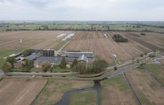 Muizen vreten Alblasserwaard kaal, tonnen schade voor boer