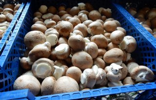‘MushVision brengt champignonteelt stap verder met AI’