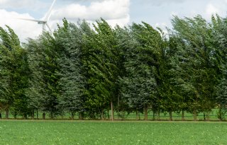 Boeren met agroforestry verenigen zich voor betere afzet