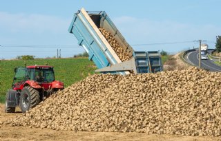 België start met redelijke suikeropbrengsten